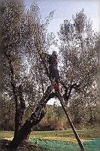 fotolatoprodotti (46K)